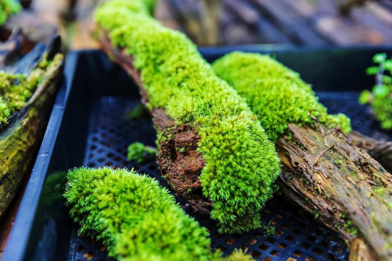 散发着安静力量的苔藓，美了一方小院