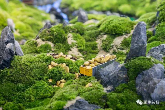散发着安静力量的苔藓，美了一方小院