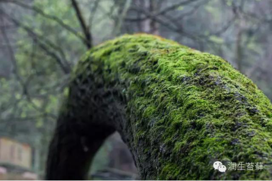 散发着安静力量的苔藓，美了一方小院