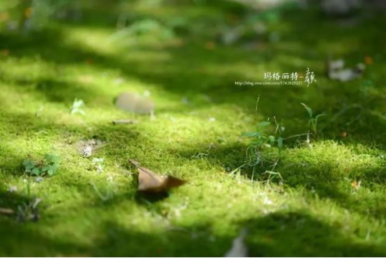 散发着安静力量的苔藓，美了一方小院