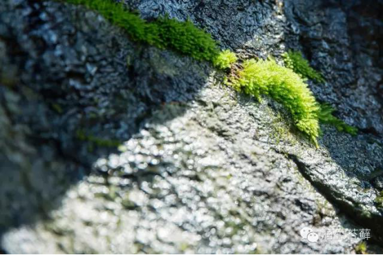 散发着安静力量的苔藓，美了一方小院