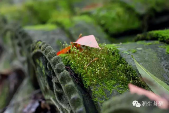 散发着安静力量的苔藓，美了一方小院