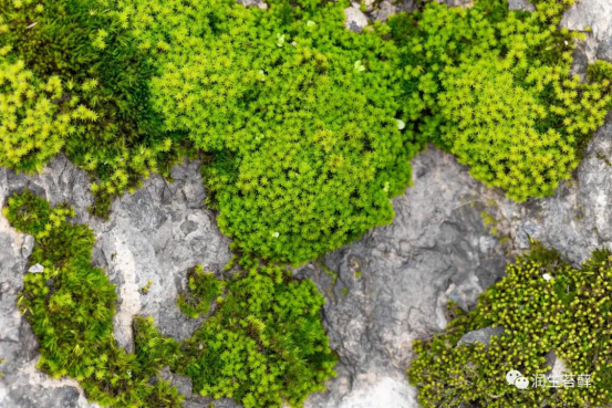 散发着安静力量的苔藓，美了一方小院