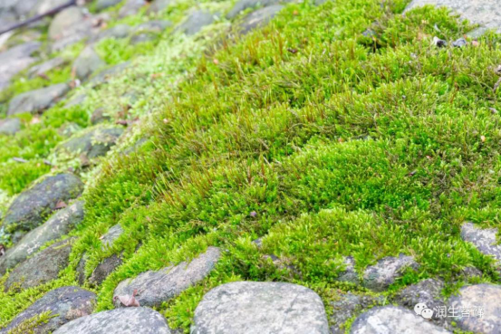 散发着安静力量的苔藓，美了一方小院
