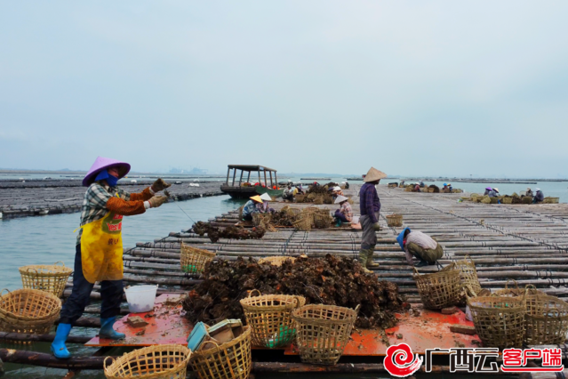 防城港市港口区今年一季度渔业产值9.37亿元