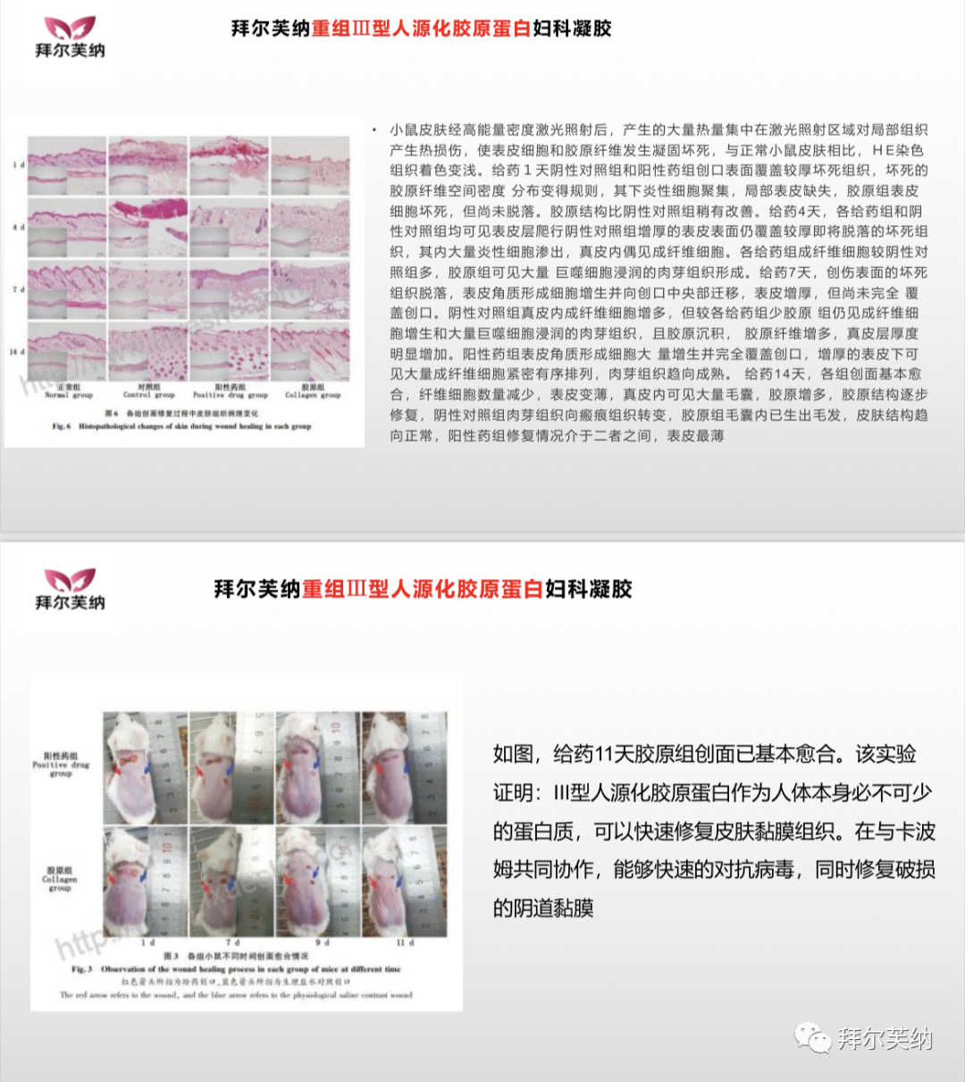 妇科蛋白膜怎么用产品介绍｜重组III型人源化胶原蛋白妇科凝胶_https://www.jmylbn.com_新闻资讯_第10张