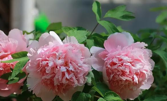 这么会宠～咱们大垫江现有华夏牡丹园门票半价前有恺之峰免门票赏牡丹