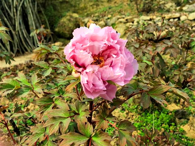百草回芽目之所及在垫江县华夏牡丹园内跟着小编走进华夏牡丹园吧[gf]