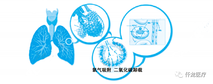 肺部呼吸示意圖