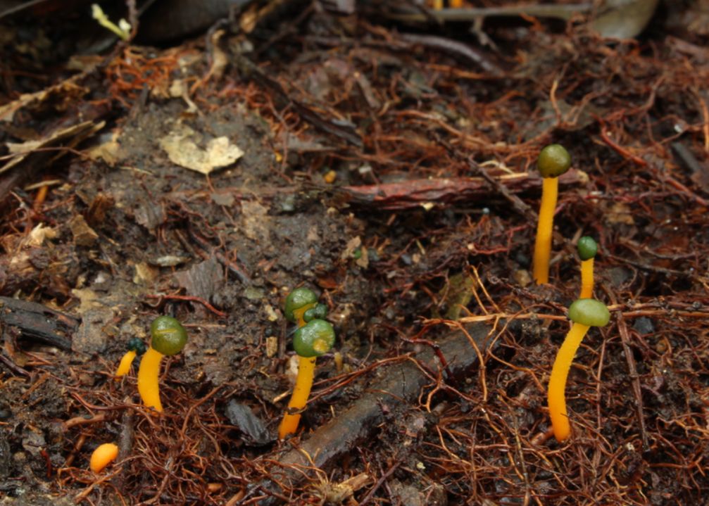 小黑在麻栗坡寻找珊瑚菌的时候,拍到了这个类群.