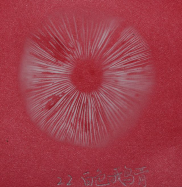 08欧氏鹅膏的孢子印各种真菌的孢子,在形态,大小,颜色等各方面都有