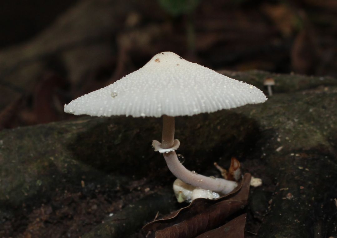 白环蘑 & 白鬼伞3大青褶伞也是广东地区著名的毒菌,中毒最多的肠胃炎