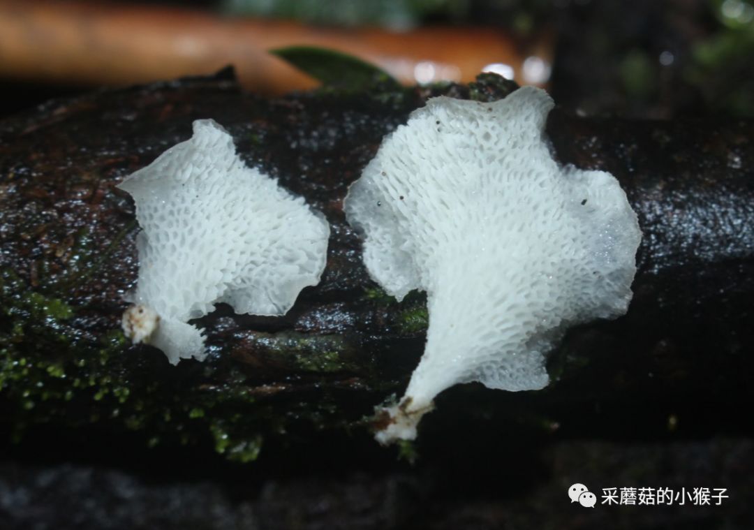 棱孔菌属favolus sp.