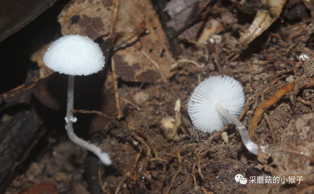 是指喜好生长在粪便及腐殖质丰富基质上的一类蘑菇,它们也如鬼伞一样