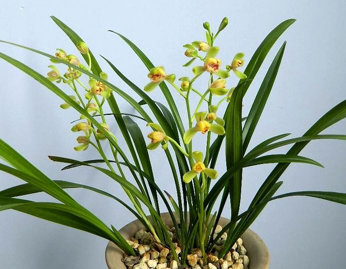 【上】适合新手莳养，性价比非常高的建兰品种介绍。