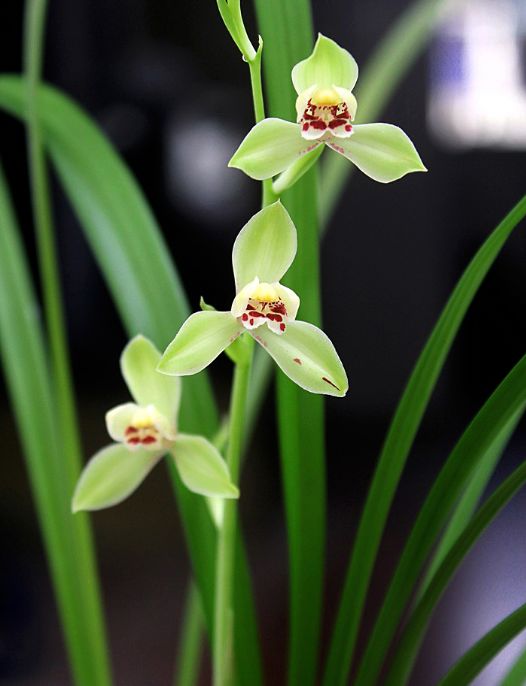 【上】适合新手莳养，性价比非常高的建兰品种介绍。