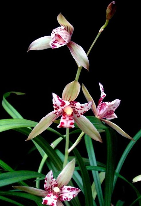 【上】适合新手莳养，性价比非常高的建兰品种介绍。