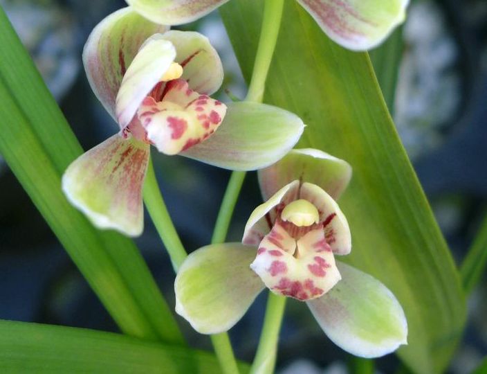 【上】适合新手莳养，性价比非常高的建兰品种介绍。