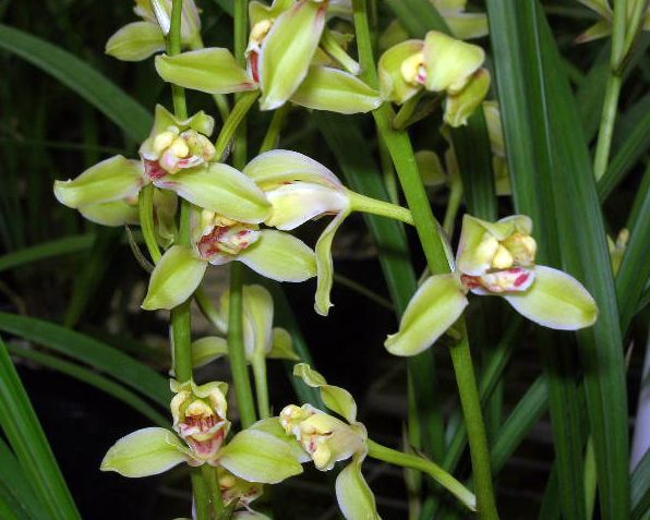 【上】适合新手莳养，性价比非常高的建兰品种介绍。