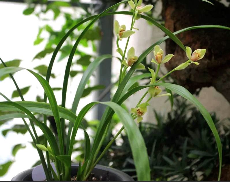 【上】适合新手莳养，性价比非常高的建兰品种介绍。