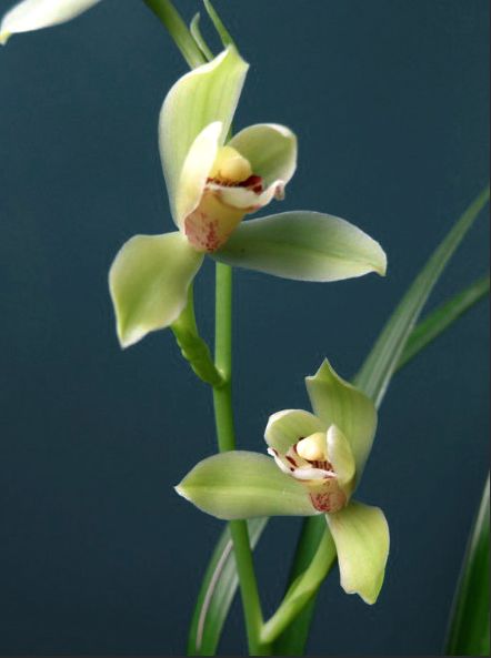 【上】适合新手莳养，性价比非常高的建兰品种介绍。