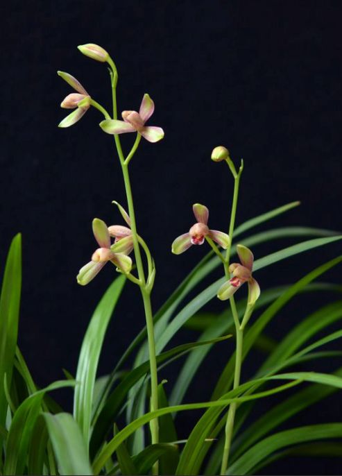 【上】适合新手莳养，性价比非常高的建兰品种介绍。