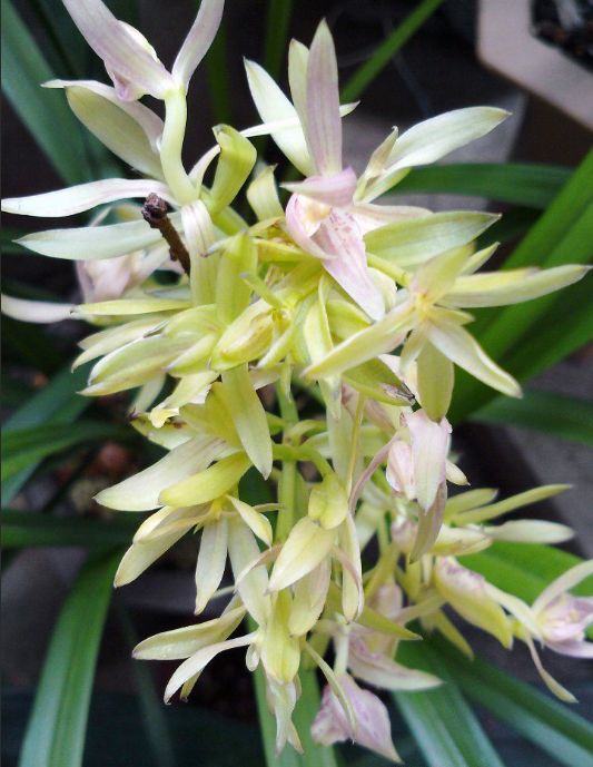 【上】适合新手莳养，性价比非常高的建兰品种介绍。