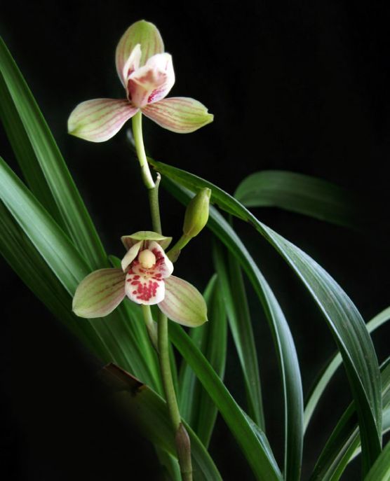 【上】适合新手莳养，性价比非常高的建兰品种介绍。