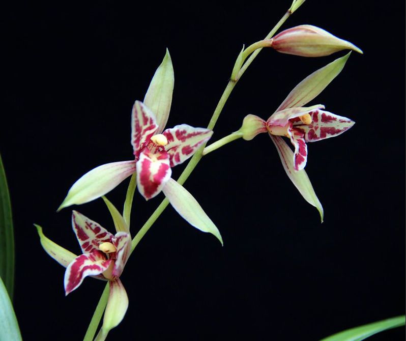 【上】适合新手莳养，性价比非常高的建兰品种介绍。