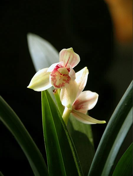 【上】适合新手莳养，性价比非常高的建兰品种介绍。