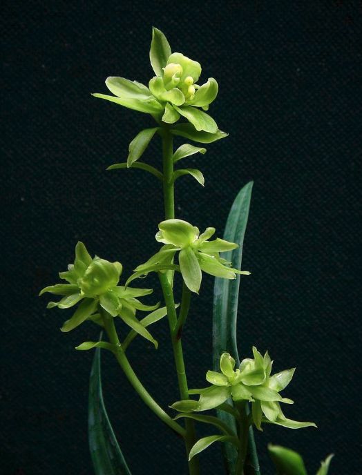 【上】适合新手莳养，性价比非常高的建兰品种介绍。