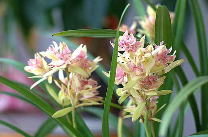 【上】适合新手莳养，性价比非常高的建兰品种介绍。