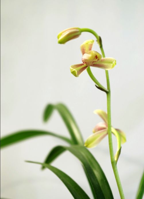 【上】适合新手莳养，性价比非常高的建兰品种介绍。