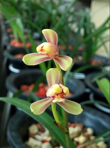 【上】适合新手莳养，性价比非常高的建兰品种介绍。