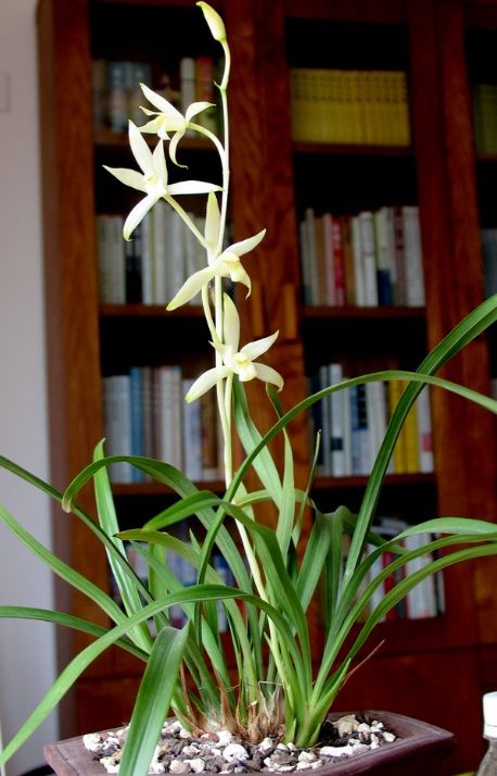 【上】适合新手莳养，性价比非常高的建兰品种介绍。