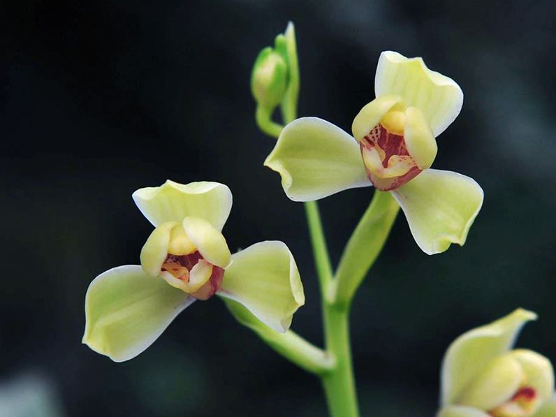 【上】适合新手莳养，性价比非常高的建兰品种介绍。