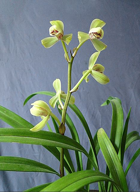 【上】适合新手莳养，性价比非常高的建兰品种介绍。