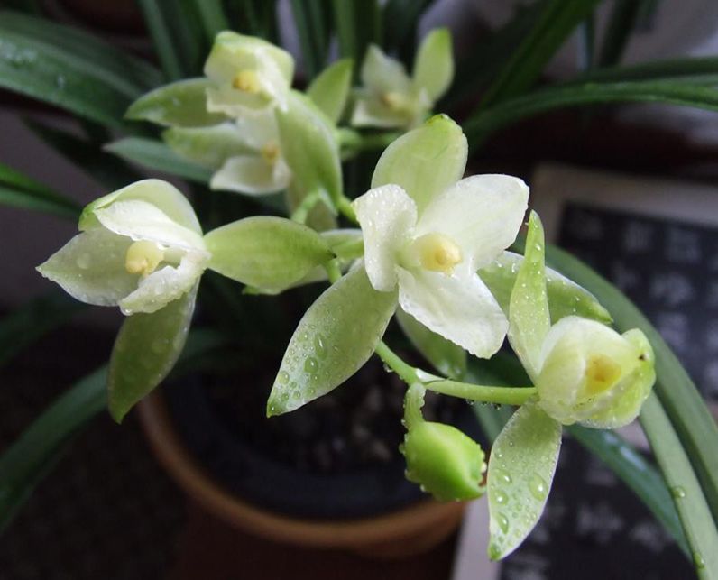 【上】适合新手莳养，性价比非常高的建兰品种介绍。