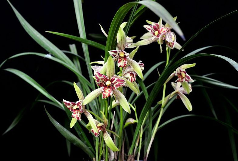 【上】适合新手莳养，性价比非常高的建兰品种介绍。