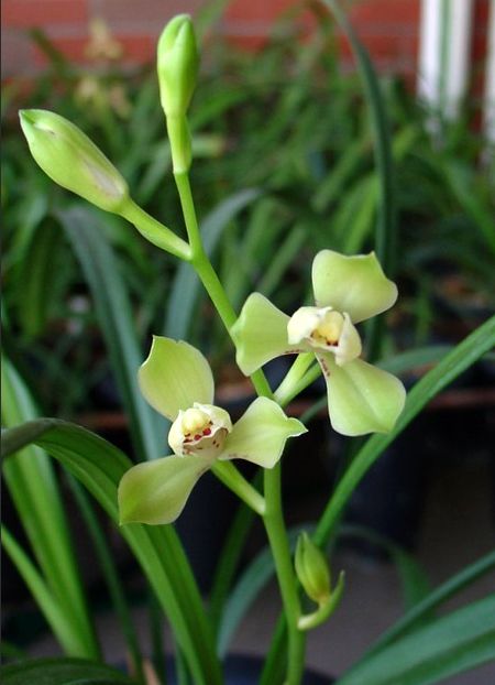 【上】适合新手莳养，性价比非常高的建兰品种介绍。