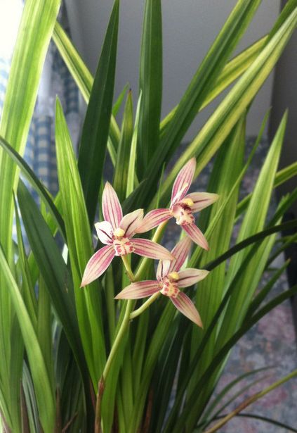 【上】适合新手莳养，性价比非常高的建兰品种介绍。