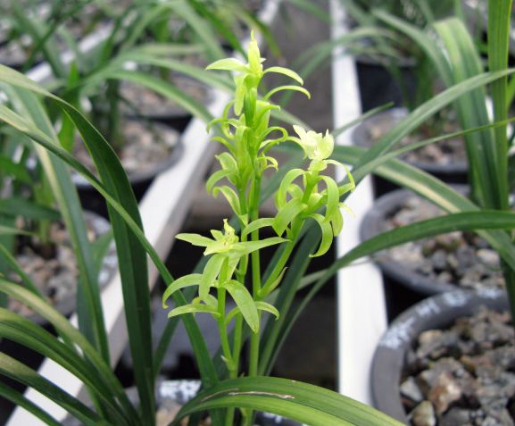 【上】适合新手莳养，性价比非常高的建兰品种介绍。