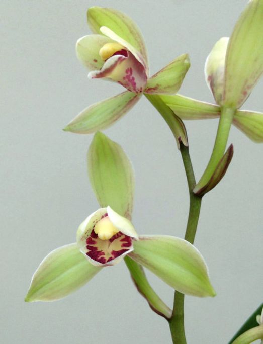 【上】适合新手莳养，性价比非常高的建兰品种介绍。