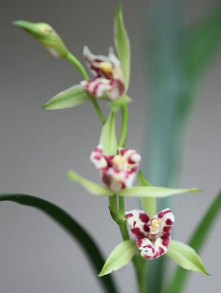 【上】适合新手莳养，性价比非常高的建兰品种介绍。