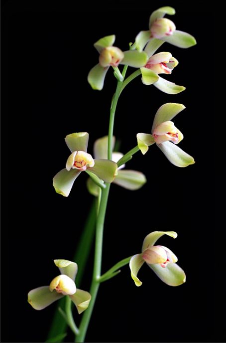 【上】适合新手莳养，性价比非常高的建兰品种介绍。