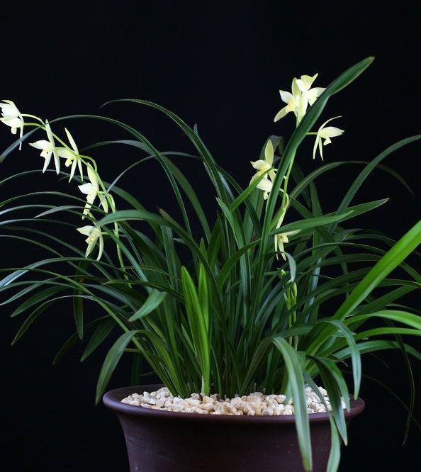 【上】适合新手莳养，性价比非常高的建兰品种介绍。