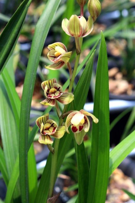 【上】适合新手莳养，性价比非常高的建兰品种介绍。