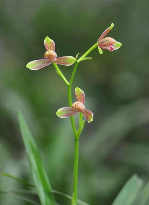 【上】适合新手莳养，性价比非常高的建兰品种介绍。