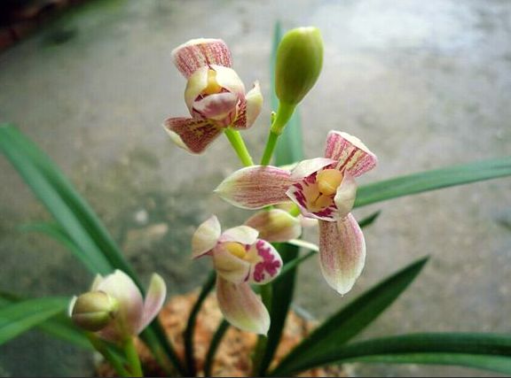 【上】适合新手莳养，性价比非常高的建兰品种介绍。