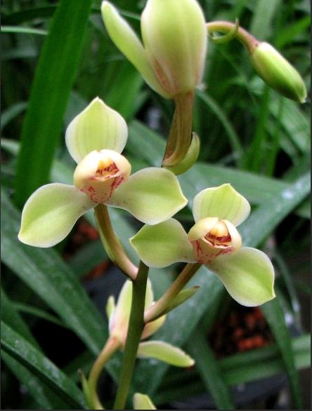 【上】适合新手莳养，性价比非常高的建兰品种介绍。
